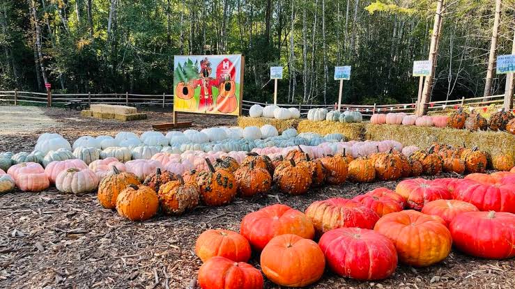 Harbor Farms in Gig Harbor, hourly chauffeur service fall trip