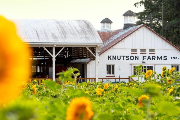 Knutson Farms pumpkin patch in Sumner, hourly chauffeur service fall trip
