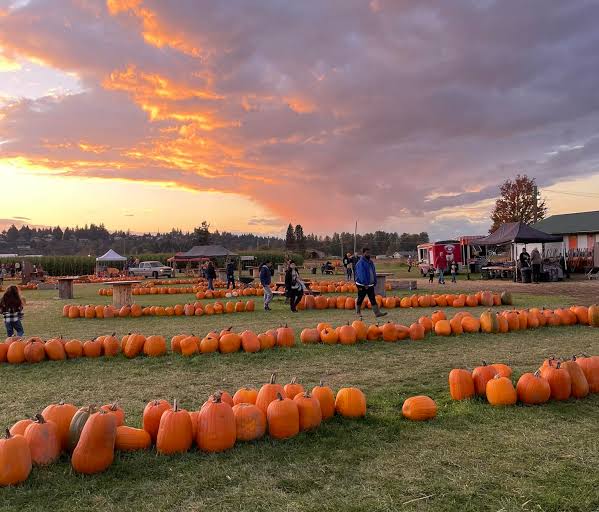 Picha Farms pumpkin patch in Puyallup, hourly chauffeur service fall trip